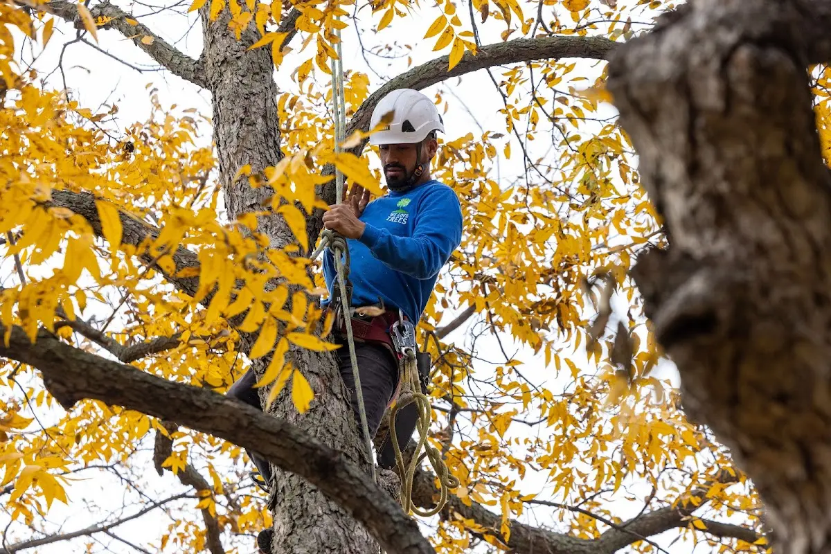 Skilled Tree Trimming crew working in Milburn