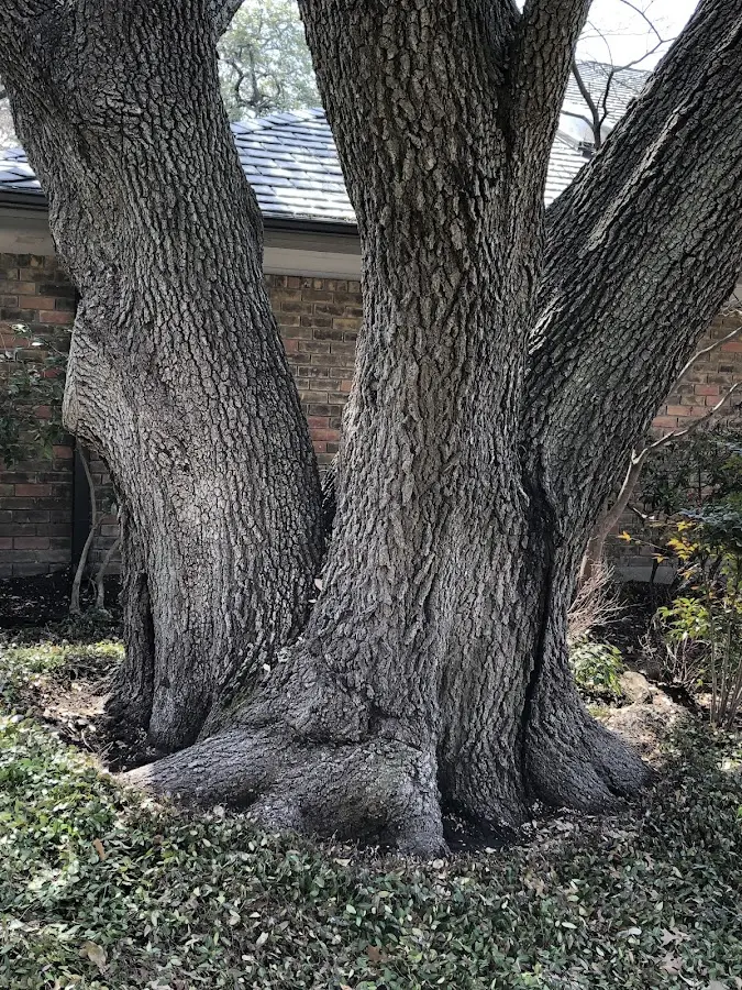 Mature heritage tree close to a Milburn property cared for by certified arborists